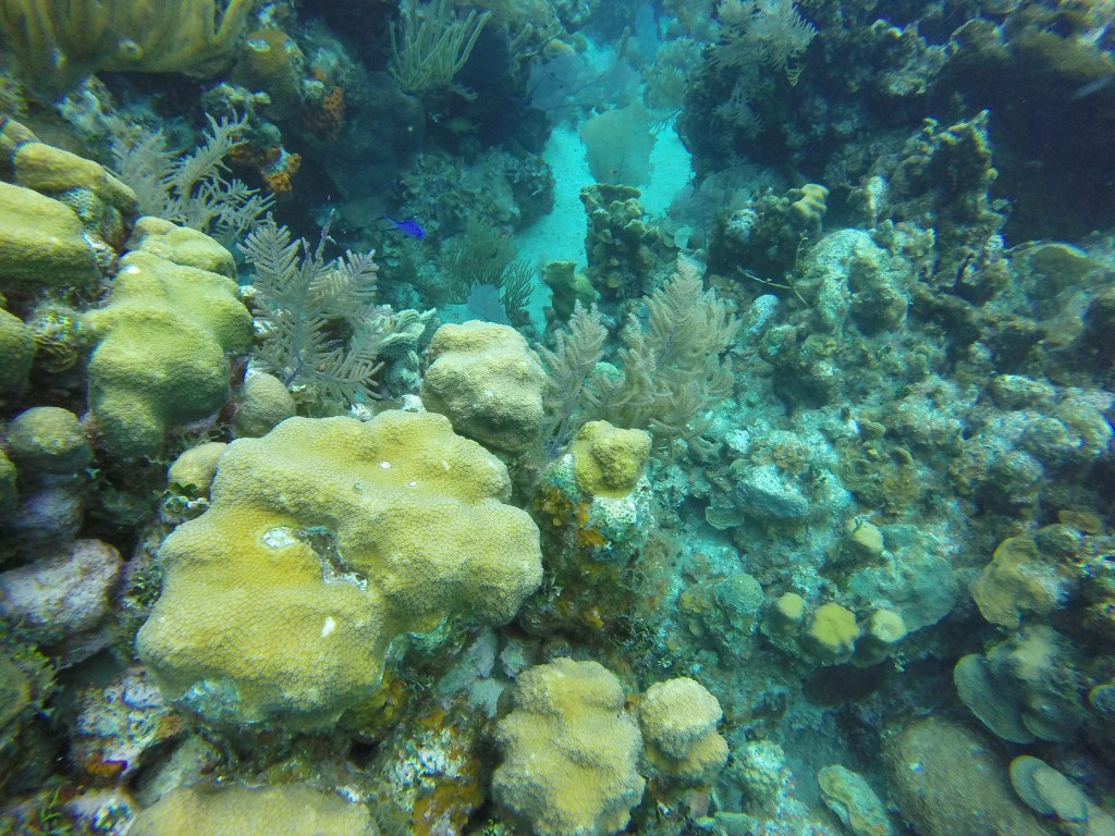 Eagleray Rock: weekly LCRC dives&nbsp;#1