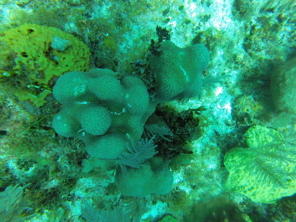 Paul’s Shot: weekly LCRC dives&nbsp;#2
