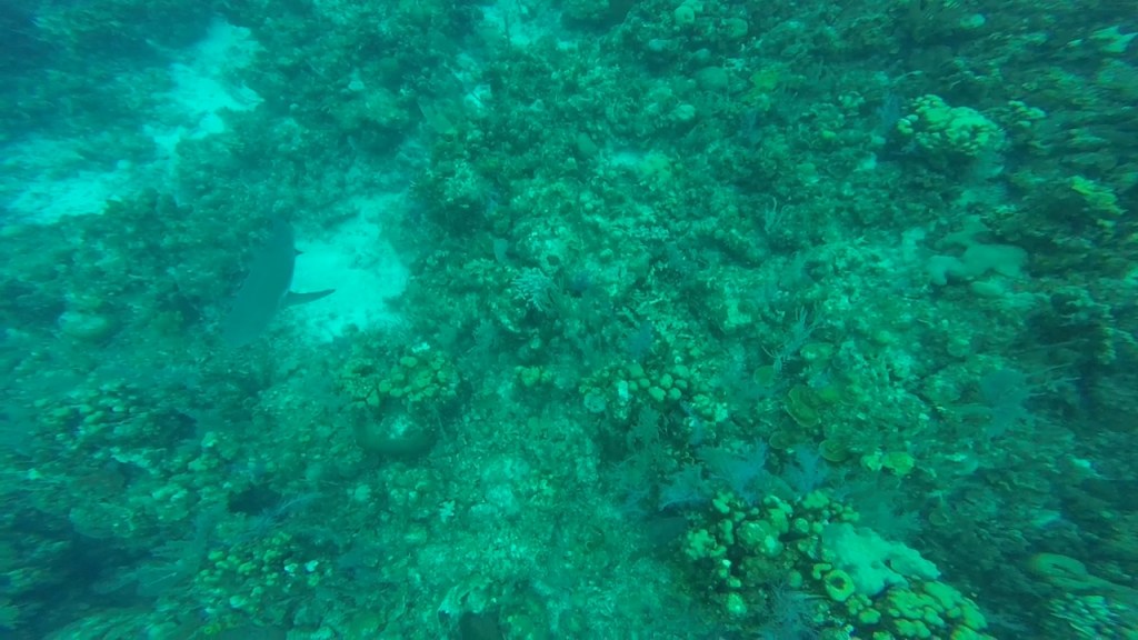 Ron’s Stop: Weekly LCRC Dives&nbsp;#7